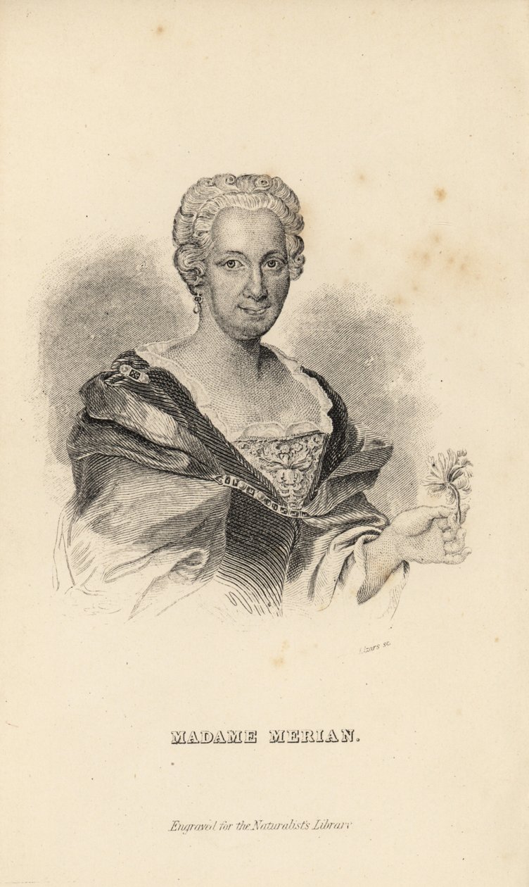 Madame Merian of Maria Sybilla Merian, Duitse natuuronderzoeker, entomoloog en wetenschappelijk illustrator, 1647-1717 door Unknown