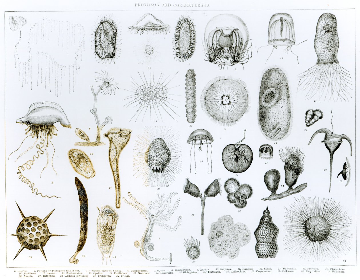 Protozoa en Coelenterata (litho) door English School