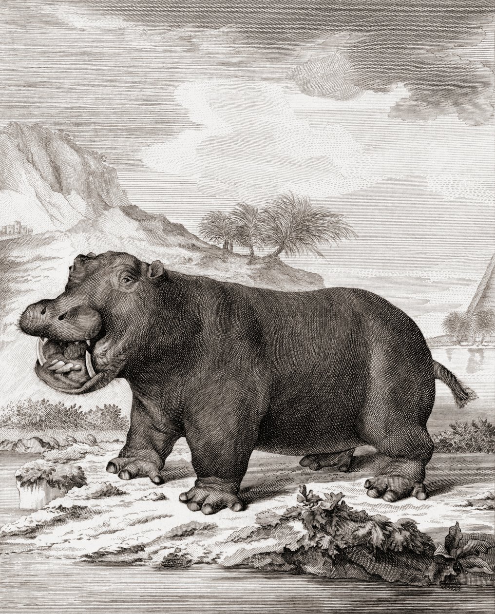 Een Nijlpaard (Hippopotamus amphibius) door (after) Dutch School