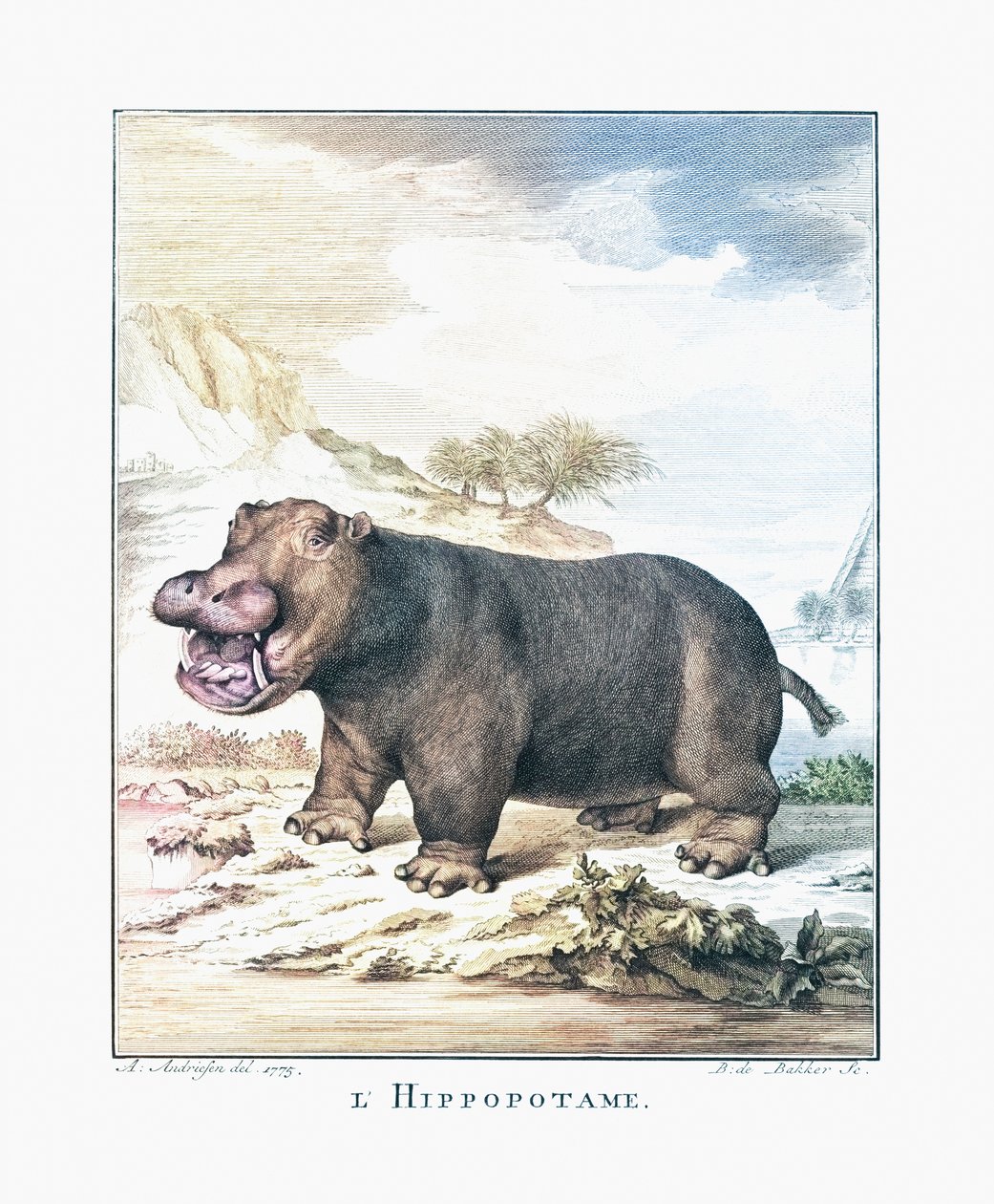 Een nijlpaard (Hippopotamus amphibius) door (after) Dutch School