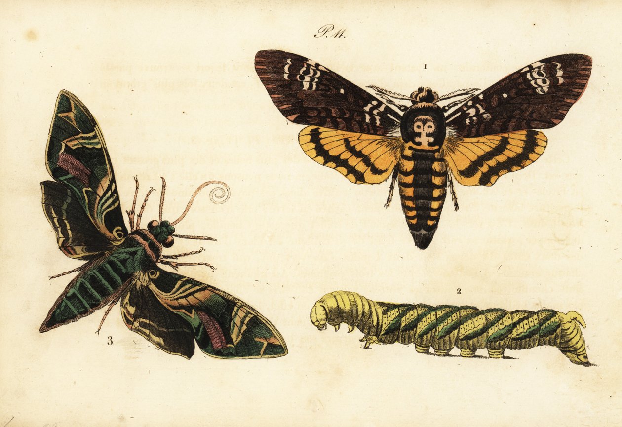 Doodshoofdvlinder en larve, Acherontia atropos, en oleanderpijlstaart, Daphnis nerii door Unknown