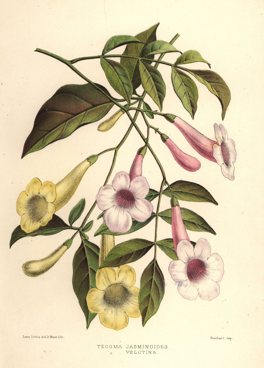 Boog van schoonheid, Pandorea jasminoides (Tecoma jasminoides) en gele trompetstruik, Tecoma stans (Tecoma velutina) door Unknown