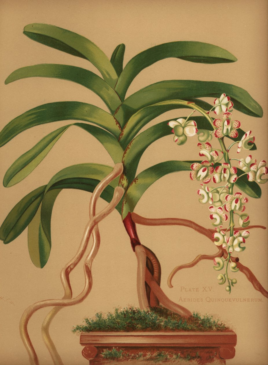 Kattestaart of vossenborstel orchidee, Aerides quinquevulnera door Unknown