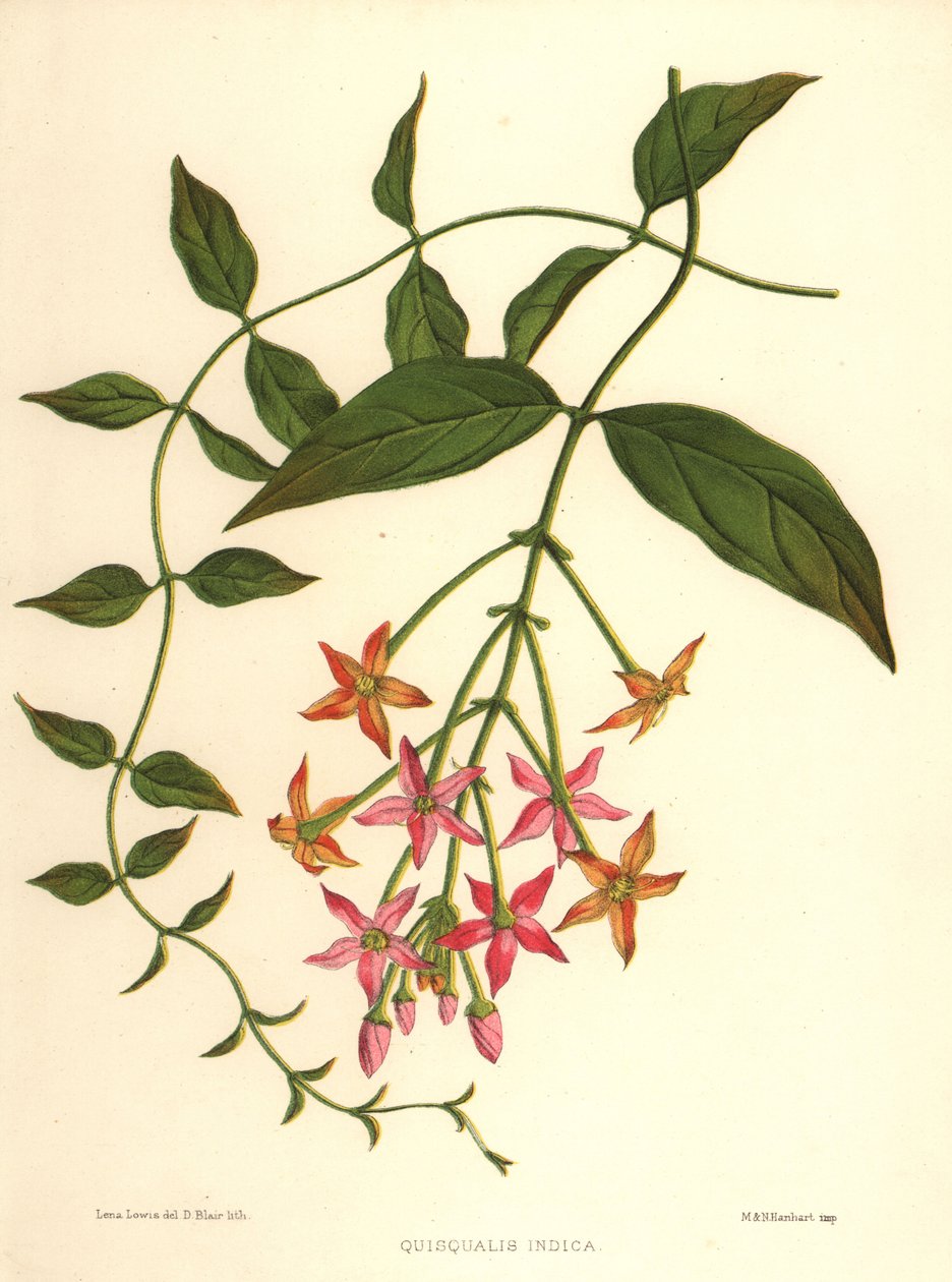 Chinese kamperfoelie of Rangoon-klimplant, Combretum indicum (Quisqualis indica) door Unknown