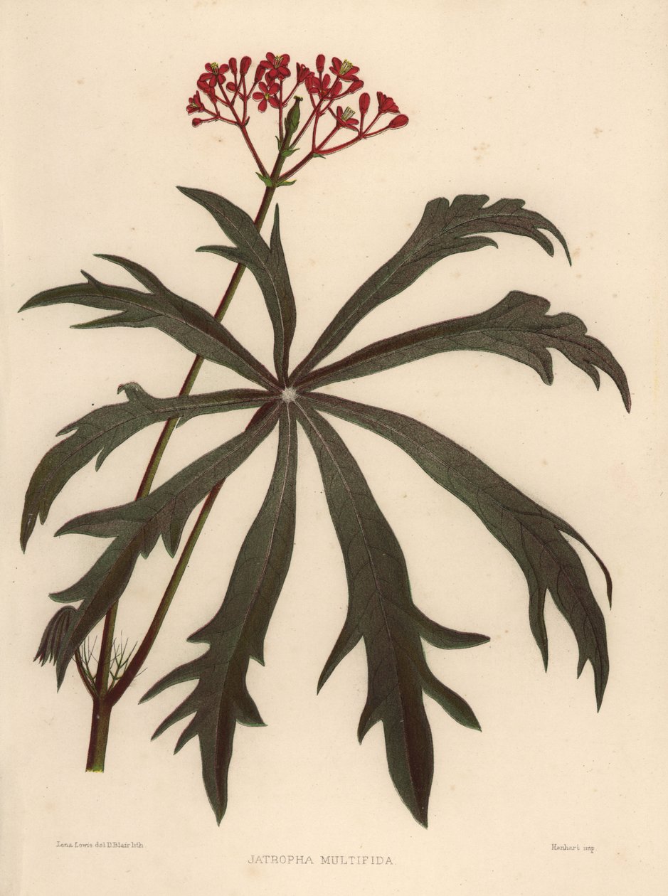 Koraalstruik, Jatropha multifida door Unknown