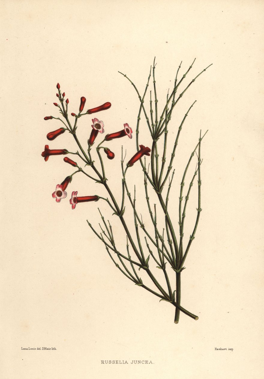 Fonteinstruik of vuurwerkplant, Russelia equisetiformis (Russelia juncea) door Unknown