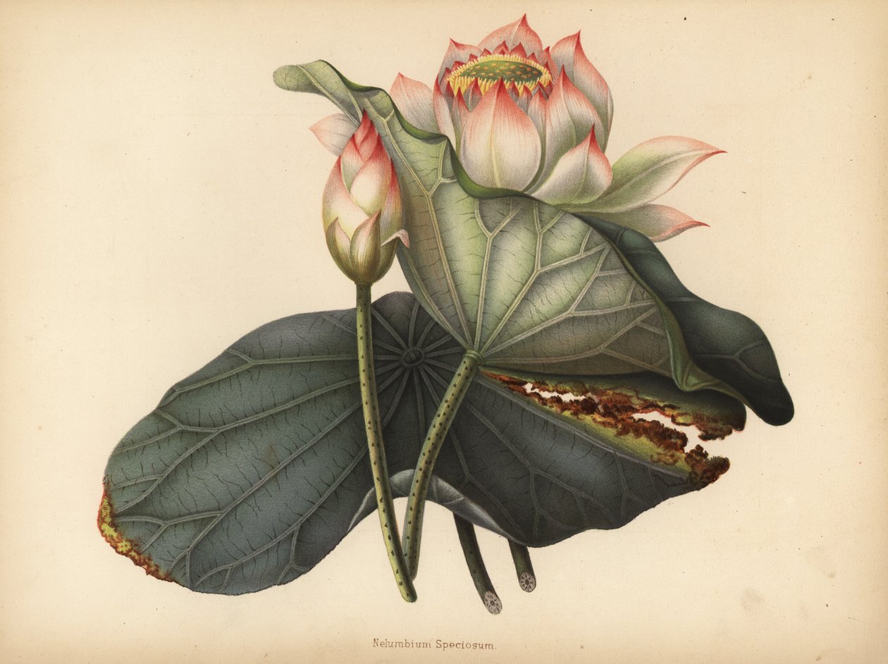 Indische lotus, Nelumbo nucifera door Unknown