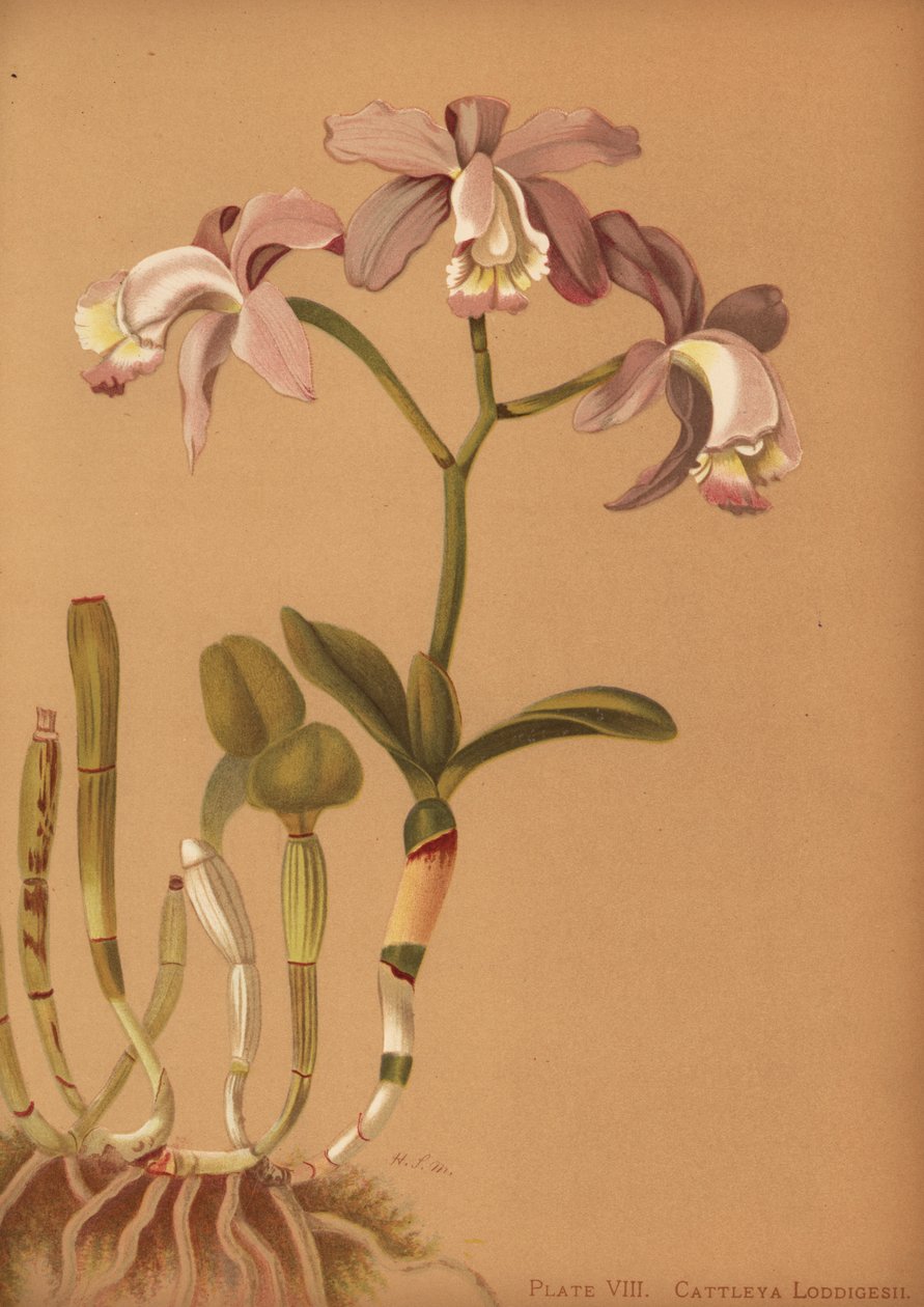 Loddiges cattleya orchidee, Cattleya loddigesii door Unknown