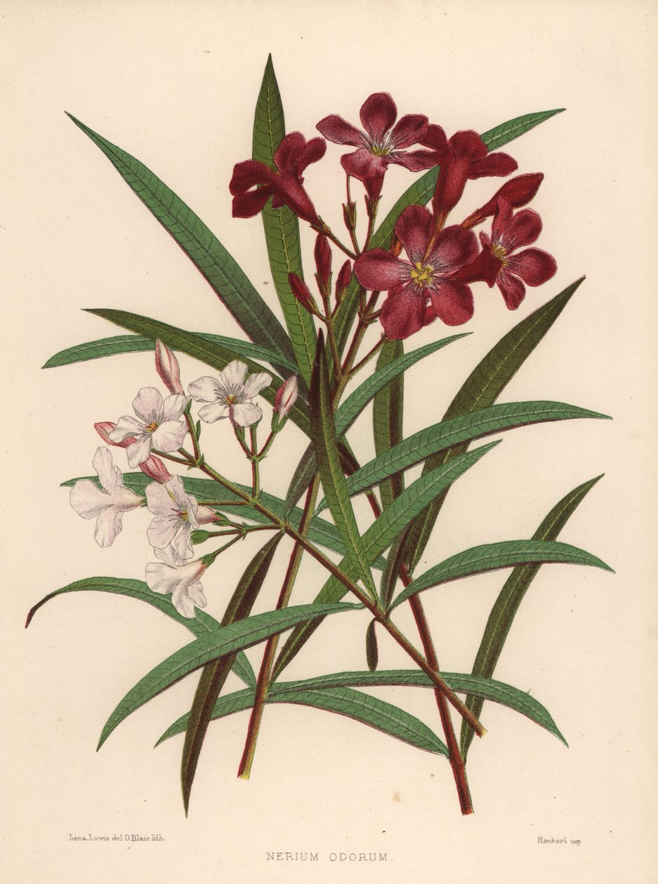 Nerium of oleander, Nerium oleander (Nerium odorum) door Unknown