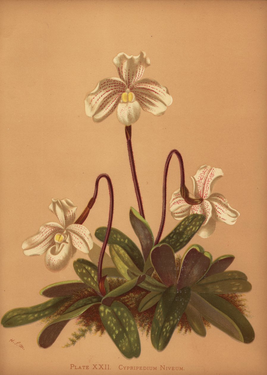 Paphiopedilum niveum orchidee door Unknown