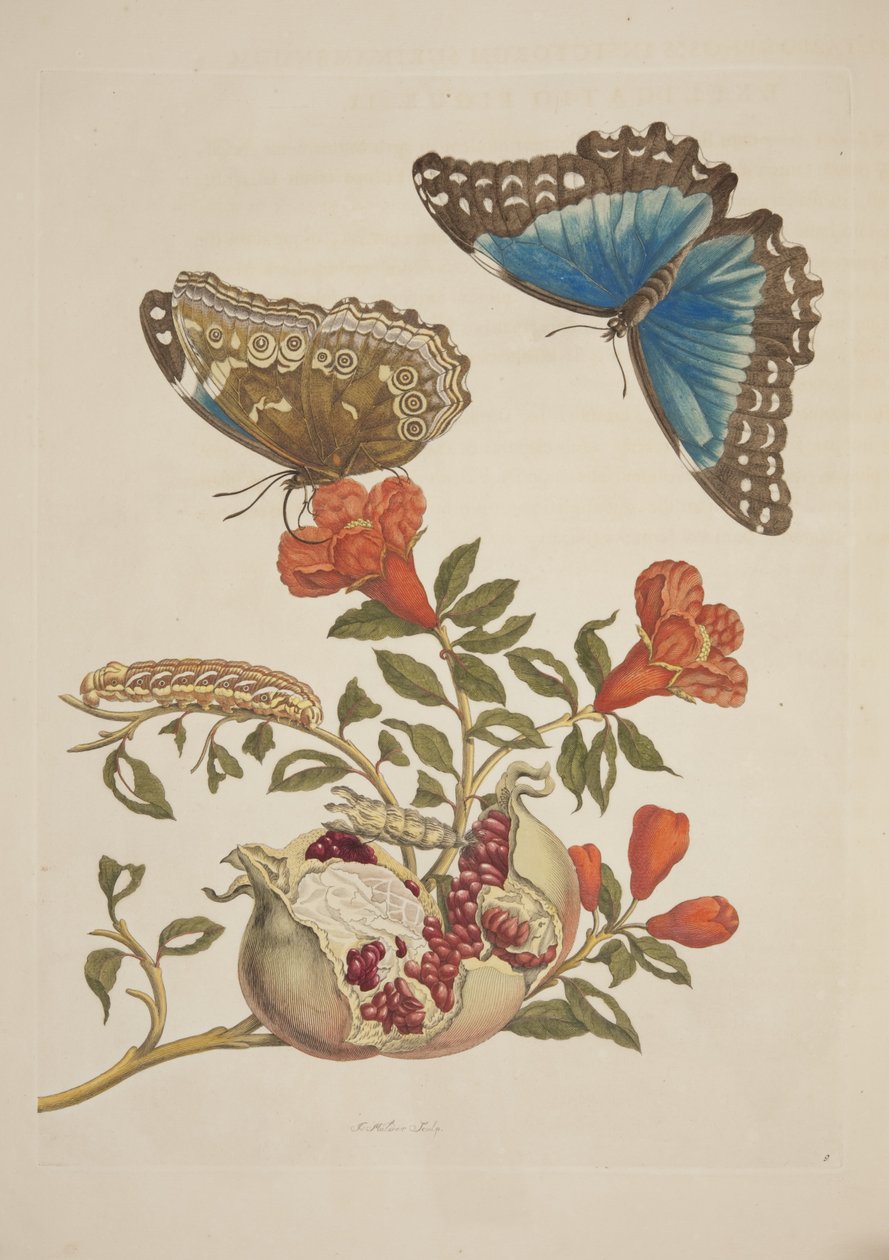 Plaat IX uit Metamorphosis Insectorum Surinamensium door Maria Sibylla Merian, 1705 door Unknown