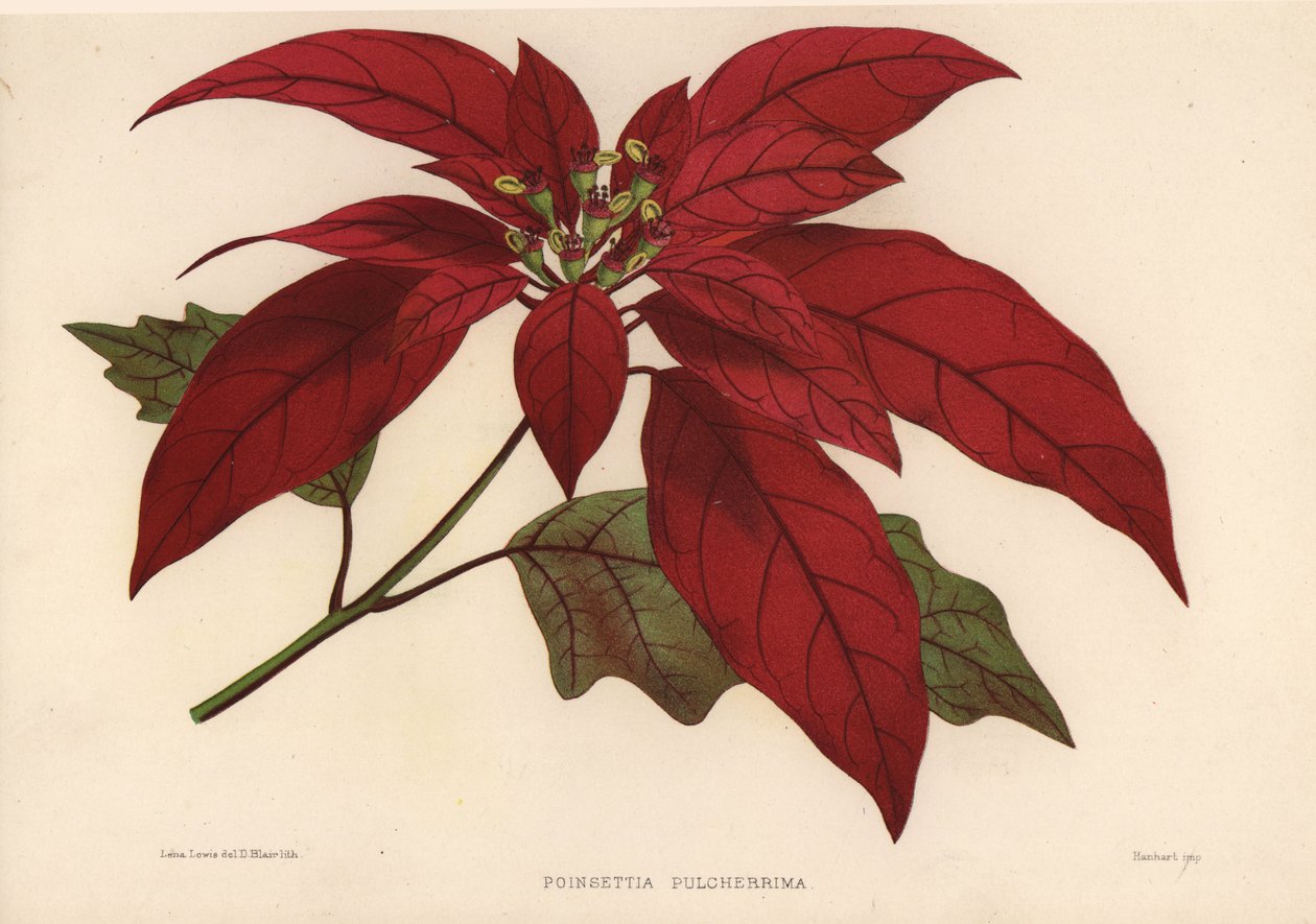 Kerstster, Euphorbia pulcherrima (Poinsettia pulcherrima) door Unknown