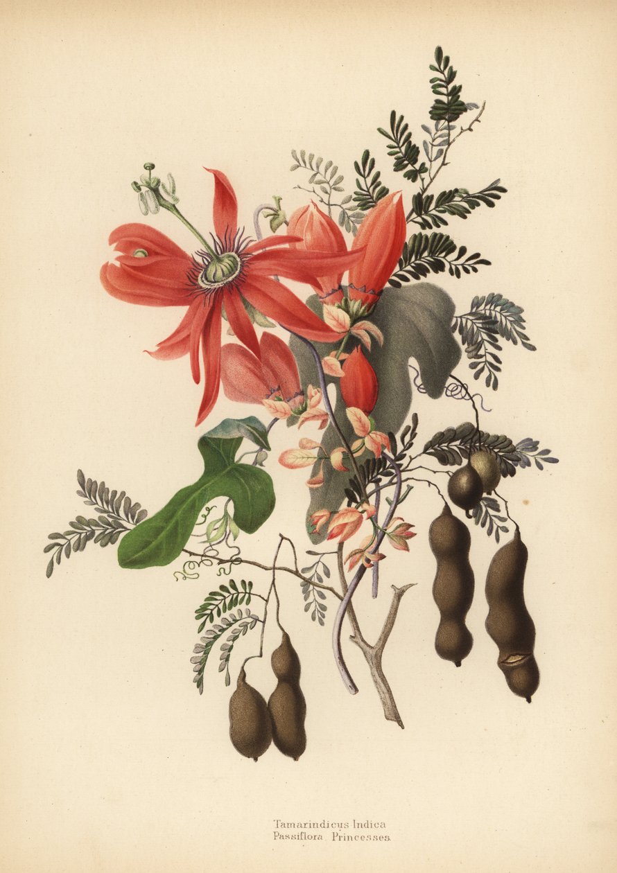 Tamarinde, Tamarindus indica, en rode passiebloem, Passiflora racemosa door Unknown