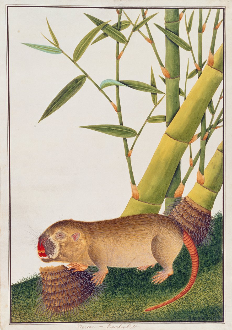 Bamboerat, Decan, uit Tekeningen van Dieren, Insecten en Reptielen uit Malakka, ca. 1805-18 door Chinese School