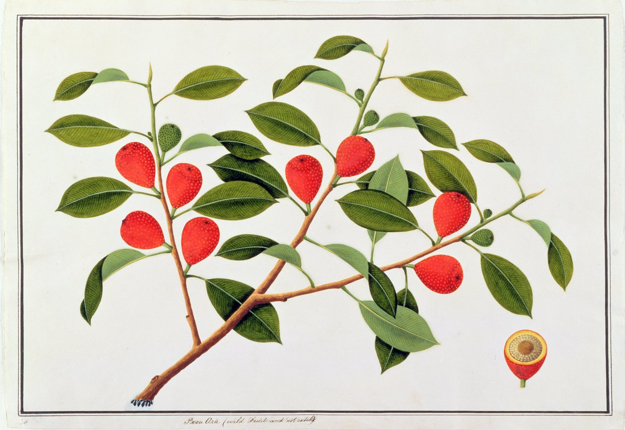 Booa Ara, oneetbare wilde vrucht, uit Tekeningen van Planten uit Malakka, c.1805-18 door Chinese School