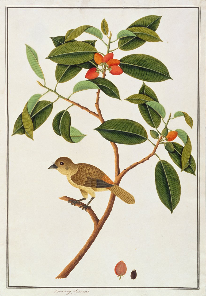 Bruine Baardvogel, uit Tekeningen van Vogels uit Malakka, c.1805-18 door Chinese School