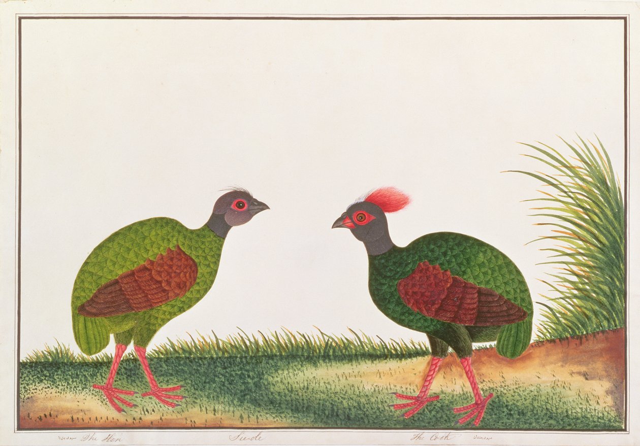 Kuifboshoen, Hen en Haan, uit Tekeningen van Vogels uit Malakka, ca. 1805-18 door Chinese School