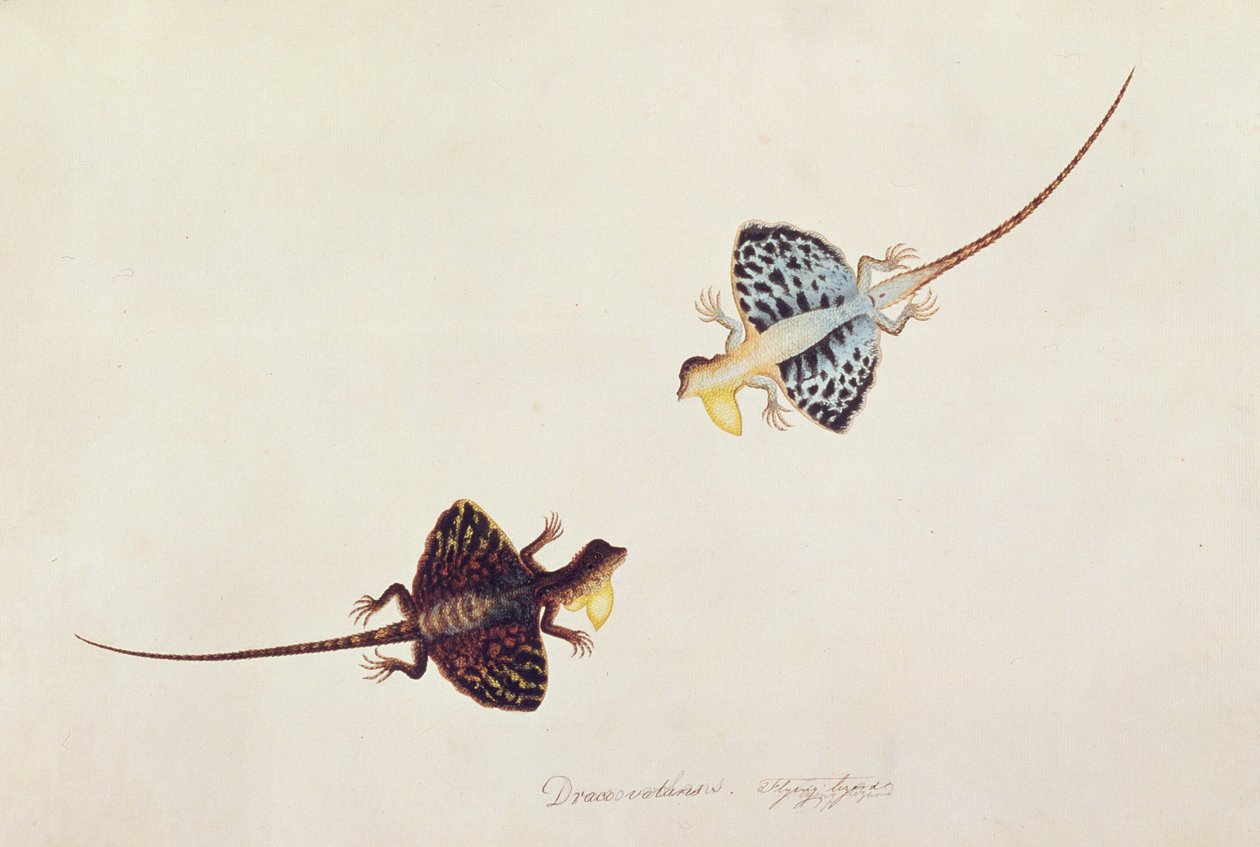 Vliegende Hagedis, Draco volans, Soompah Soompah, uit Tekeningen van Dieren, Insecten en Reptielen uit Malakka, ca. 1805-18 door Chinese School