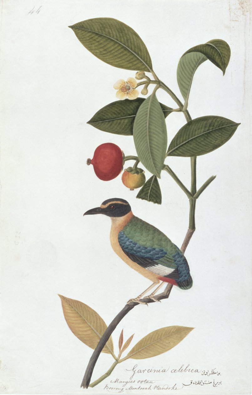 Garcinia celebica, Mangies ootan, Bourong Mentooah Plandoka, uit Tekeningen van Vogels uit Malakka, c.1805-18 door Chinese School