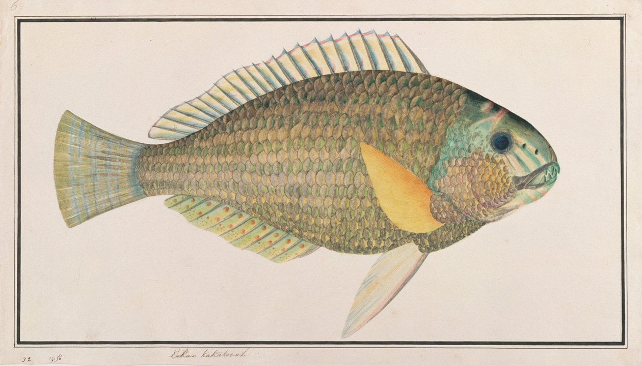 Groene Lipvis, uit Tekeningen van Vissen van Malakka, c.1805-18 door Chinese School