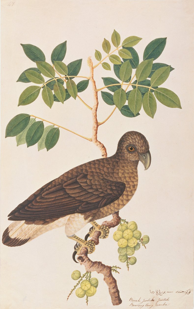 Grijskopvisarend, uit Tekeningen van Vogels uit Malakka, c.1805-18 door Chinese School
