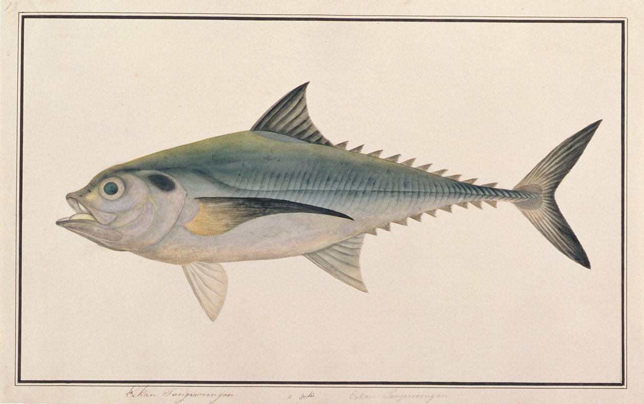Hardtail Scad, uit Tekeningen van Vissen van Malakka, c.1805-18 door Chinese School