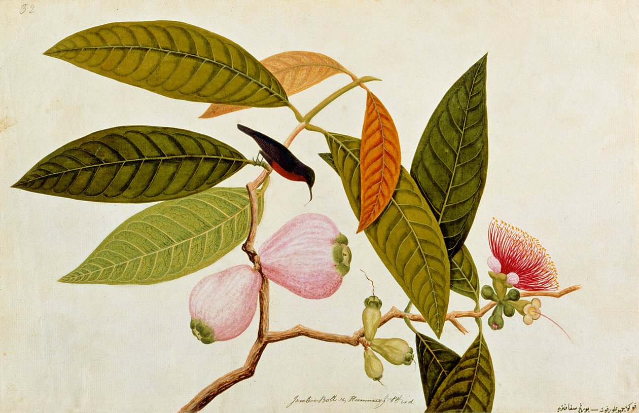 Jamboo, Bol en Kolibrie, uit Tekeningen van Vogels uit Malakka, c.1805-18 door Chinese School