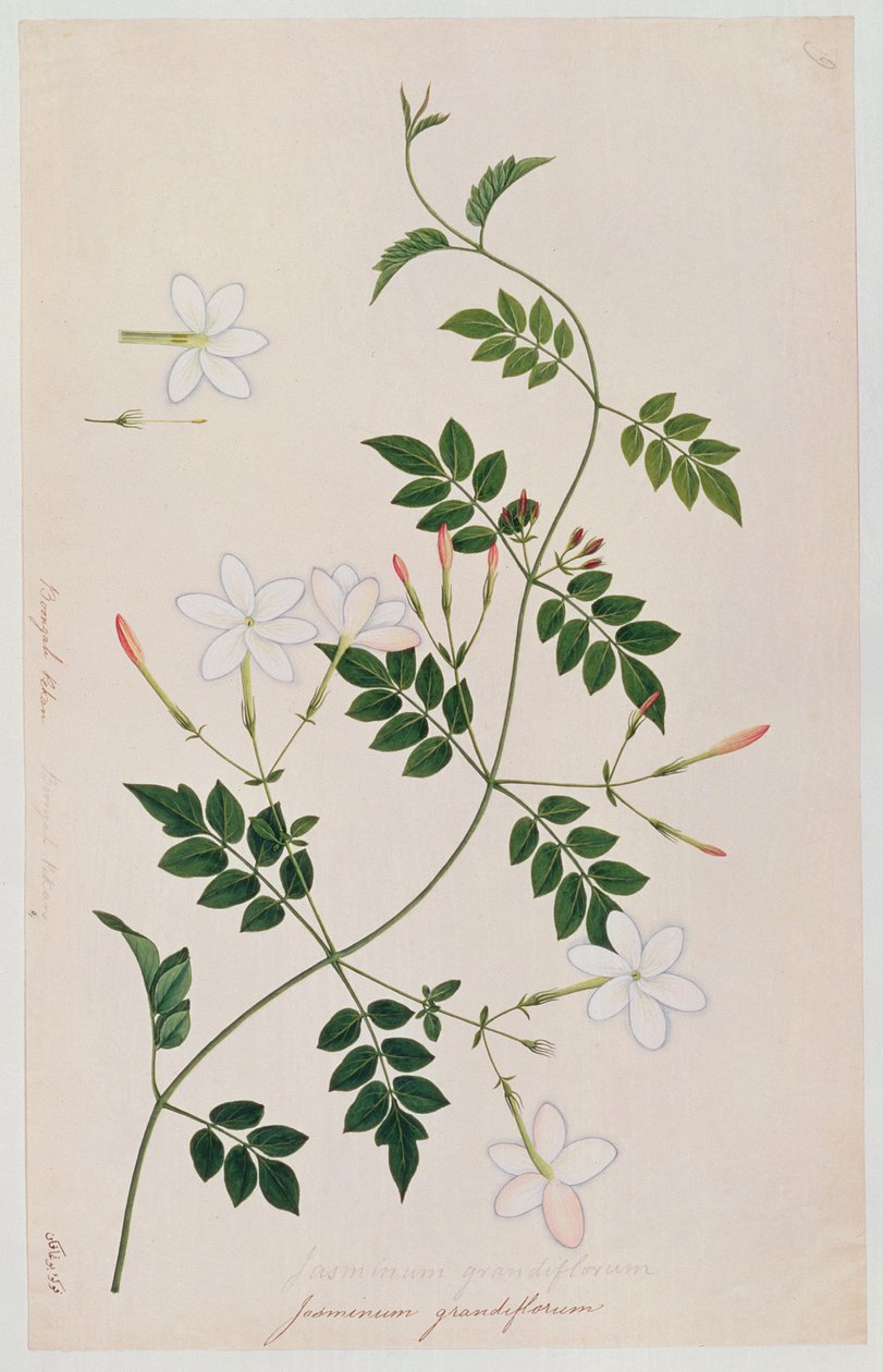 Jasminium grandiflorum, uit Tekeningen van Planten uit Malakka, c.1805-18 door Chinese School