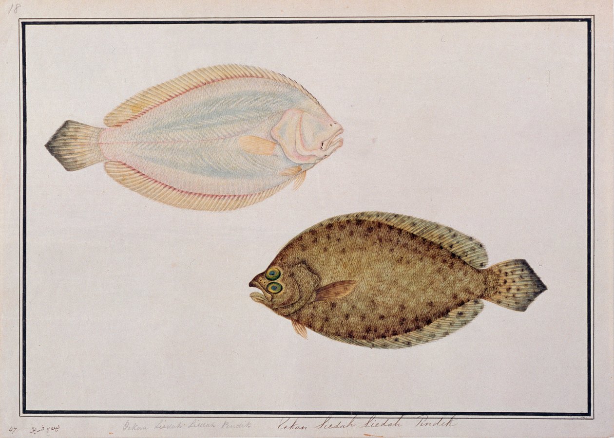 Groottandige Bot, uit Tekeningen van Vissen van Malakka, c.1805-18 door Chinese School
