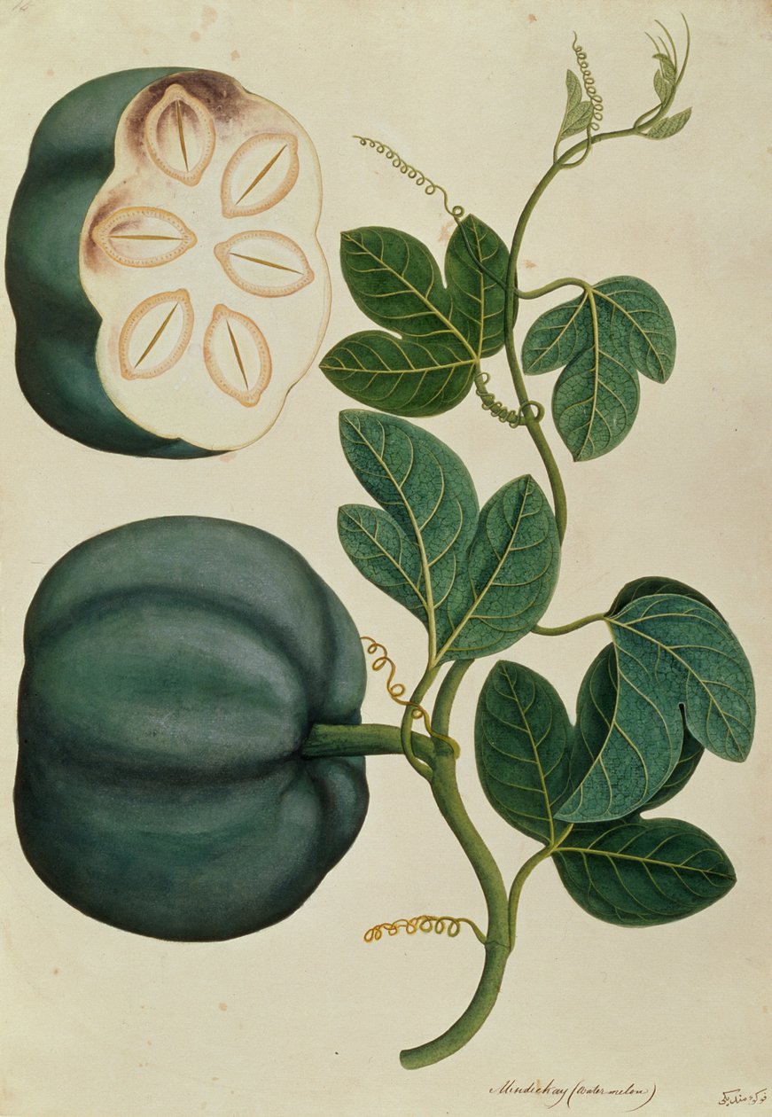 Mendickay of Watermeloen, uit Tekeningen van Planten uit Malakka, c.1805-18 door Chinese School