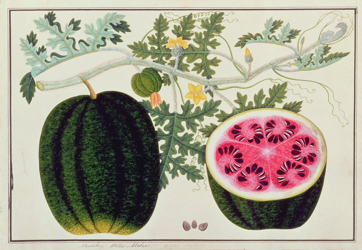 Mindikay of Watermeloen, uit Tekeningen van Planten uit Malakka, c.1805-18 door Chinese School