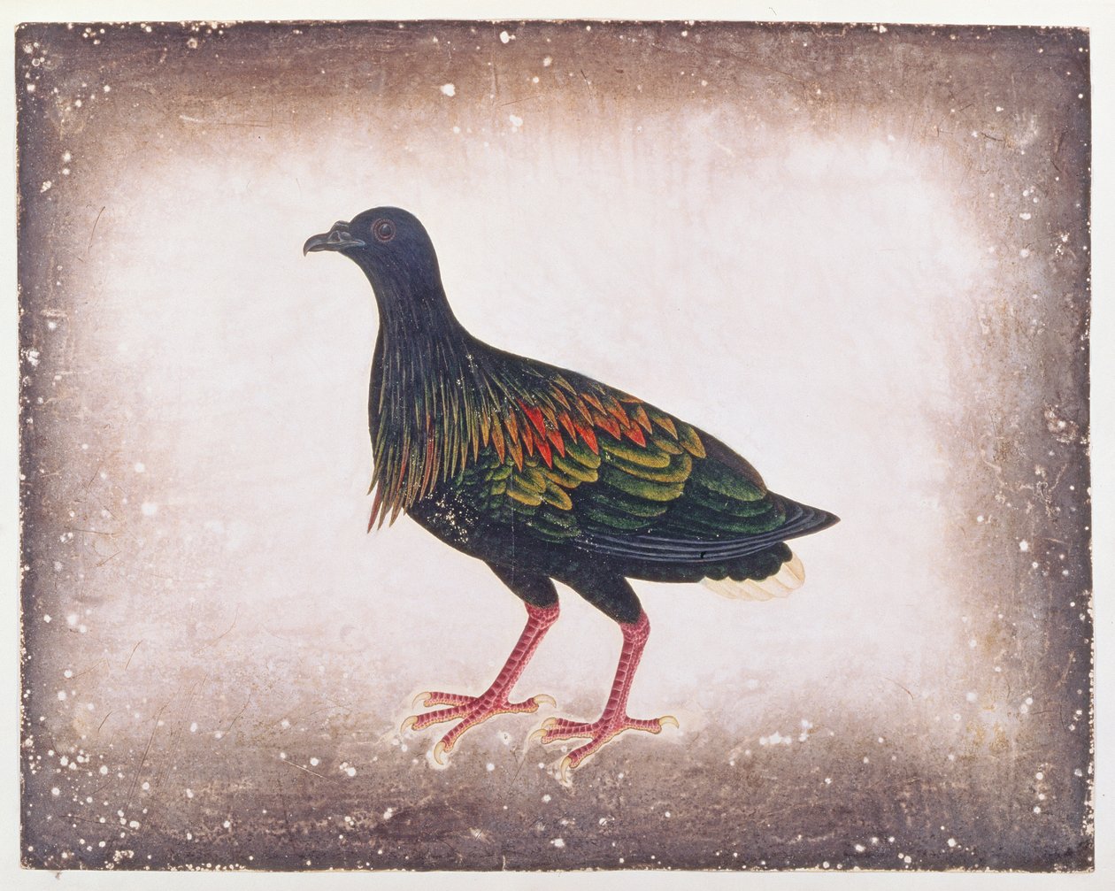 Nicobar Duif, uit Tekeningen van Vogels uit Malakka, ca. 1805-18 door Chinese School