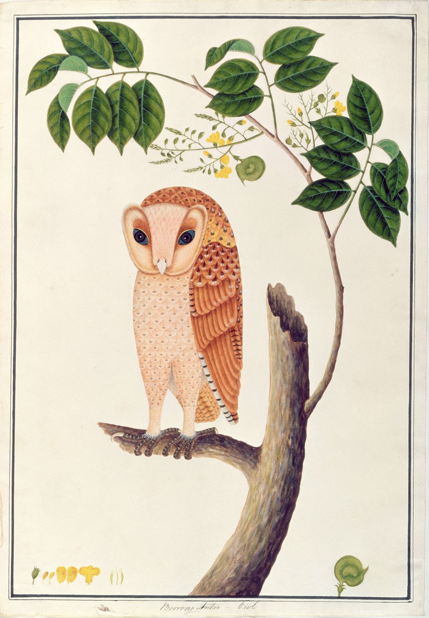 Uil, Boorong antoo, uit Tekeningen van Vogels uit Malakka, c.1805-18 door Chinese School