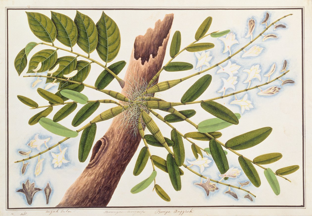 Duivenorchidee, uit Tekeningen van Planten uit Malakka, c.1805-18 door Chinese School