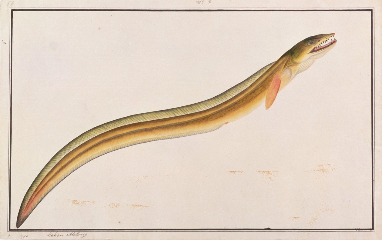 Pike Aal, uit Tekeningen van Vissen van Malakka, c.1805-18 door Chinese School