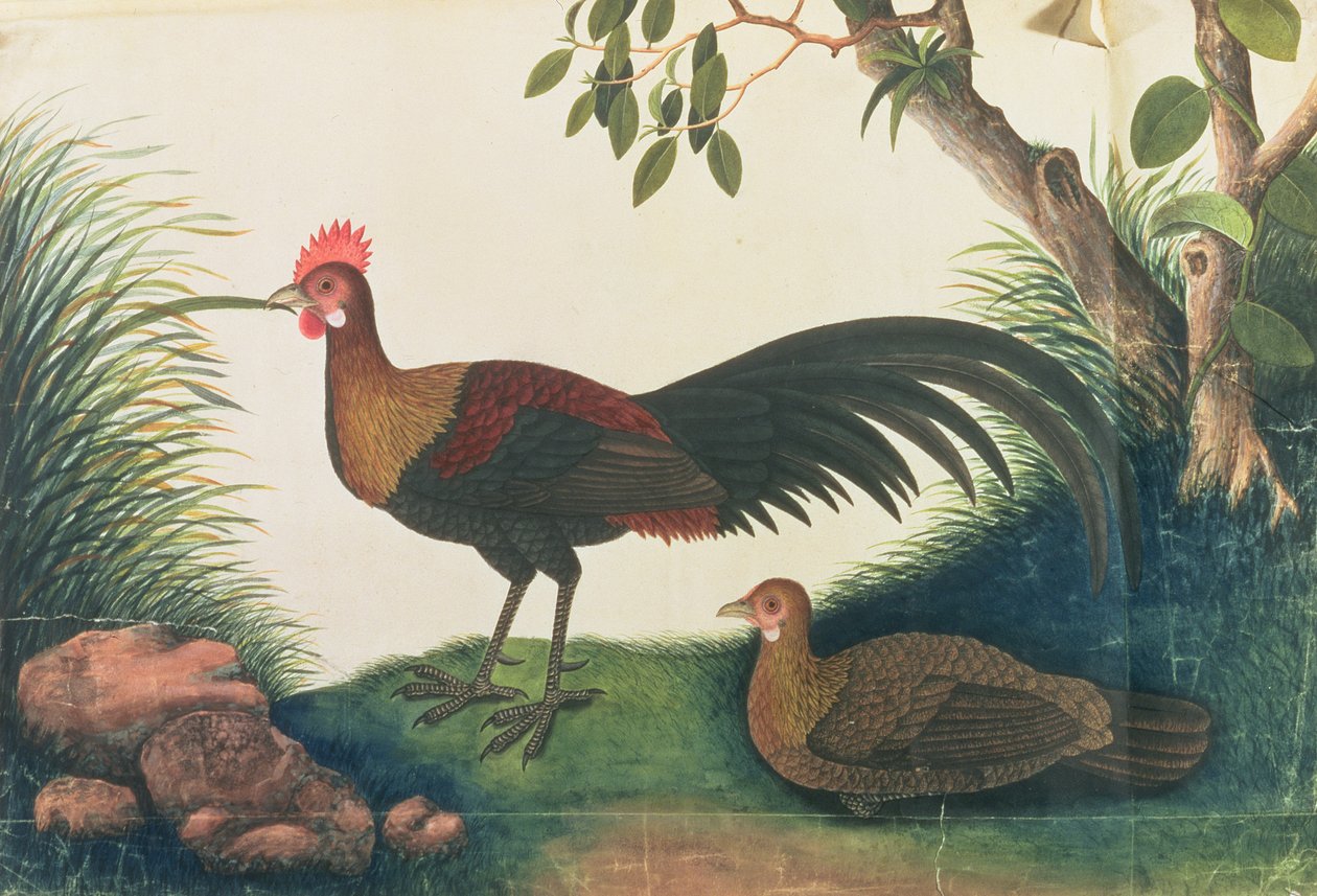 Pluimvee, uit Tekeningen van Vogels uit Malakka, c.1805-18 door Chinese School