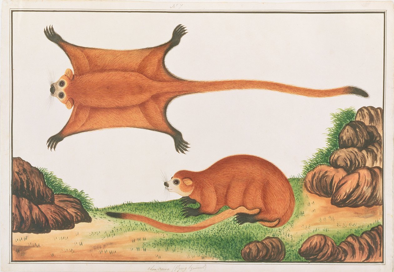 Rode Reuzevliegende Eekhoorn, uit Tekeningen van Dieren, Insecten en Reptielen uit Malakka, ca. 1805-18 door Chinese School
