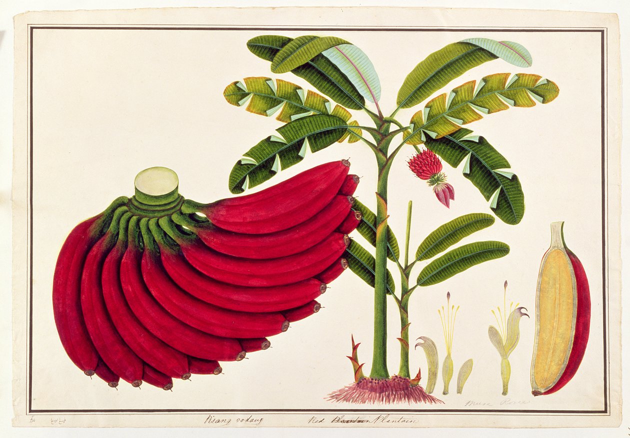 Rode Banaan, Pisang oodang, uit Tekeningen van Planten uit Malakka, ca. 1805-18 door Chinese School