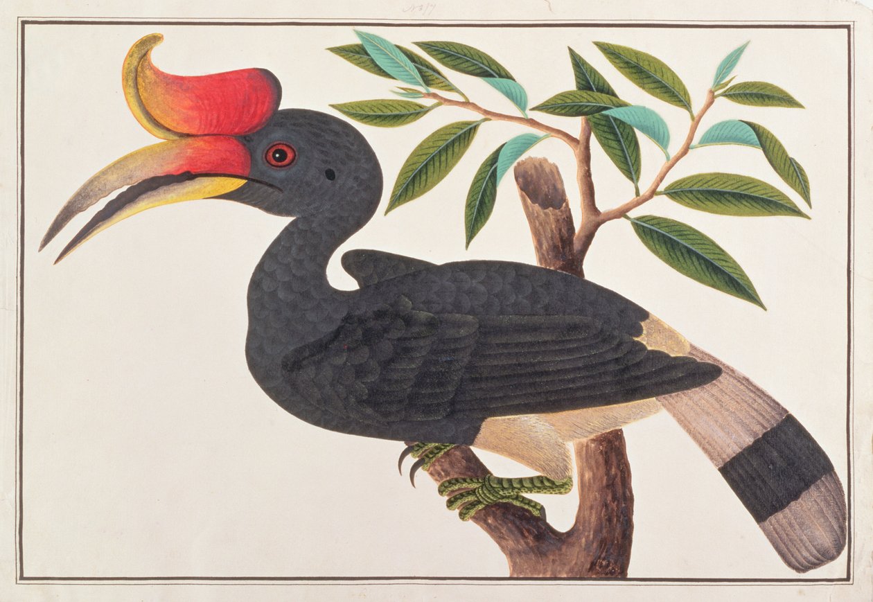 Neushoornvogel, uit Tekeningen van Vogels uit Malakka, ca. 1805-18 door Chinese School