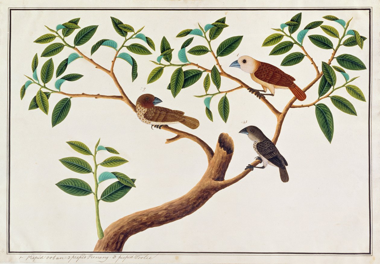 Schubborst Munia, Witte-kop Munia, en Maleisische Honinggids, uit Tekeningen van Vogels uit Malakka, c.1805-18 door Chinese School