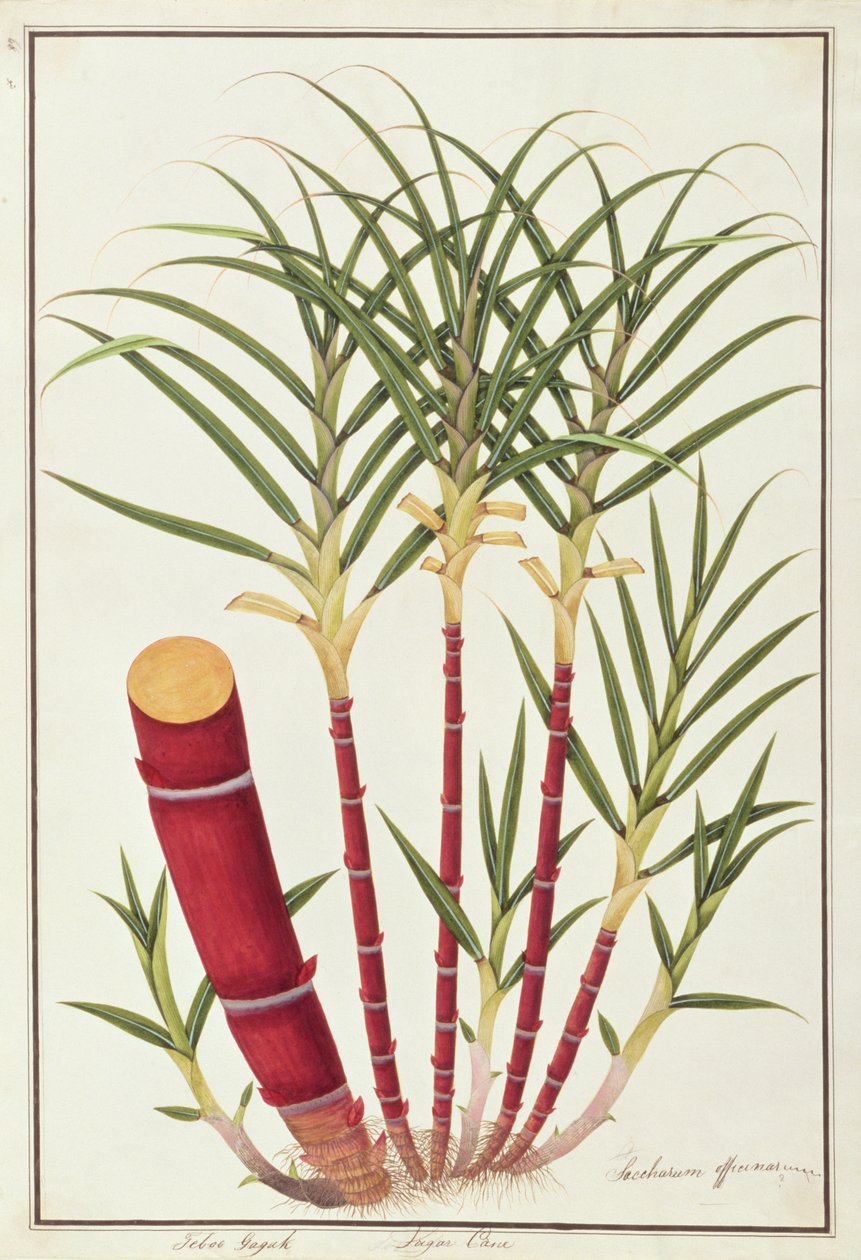 Suikerriet, Teboo Gagak, uit Tekeningen van Planten uit Malakka, c.1805-18 door Chinese School