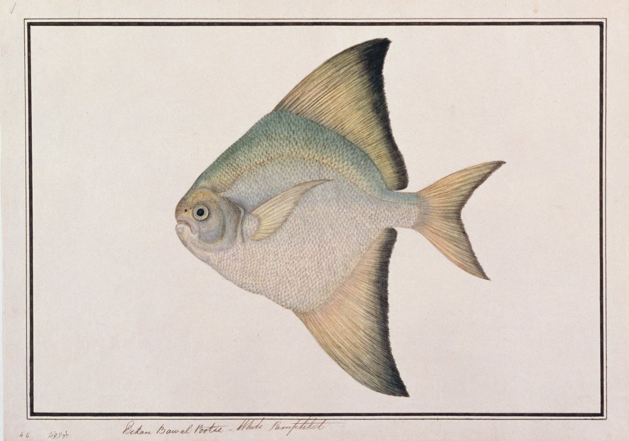 Witte Pomfret, uit Tekeningen van Vissen van Malakka, c.1805-18 door Chinese School