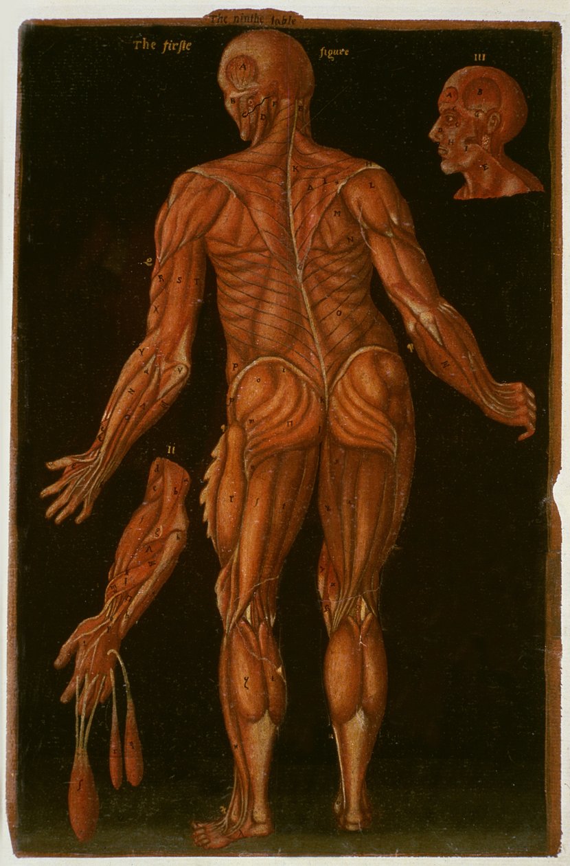 Ms Hunter 364 Tafel VIII Dissectie, ca. 1170, uit Anatomische Tafels, door John Banister door English School