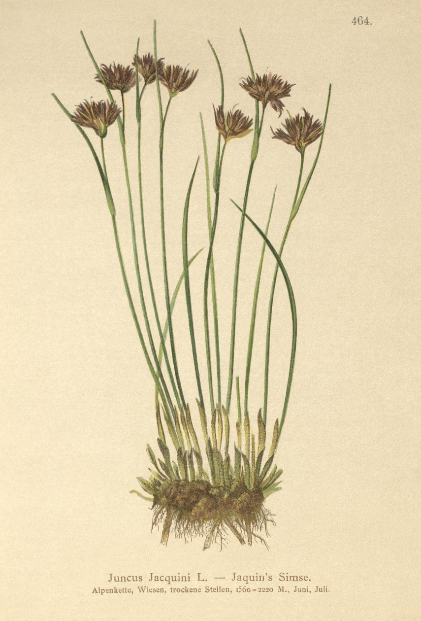 Jacquins Riet (Juncus Jacquini) door German School