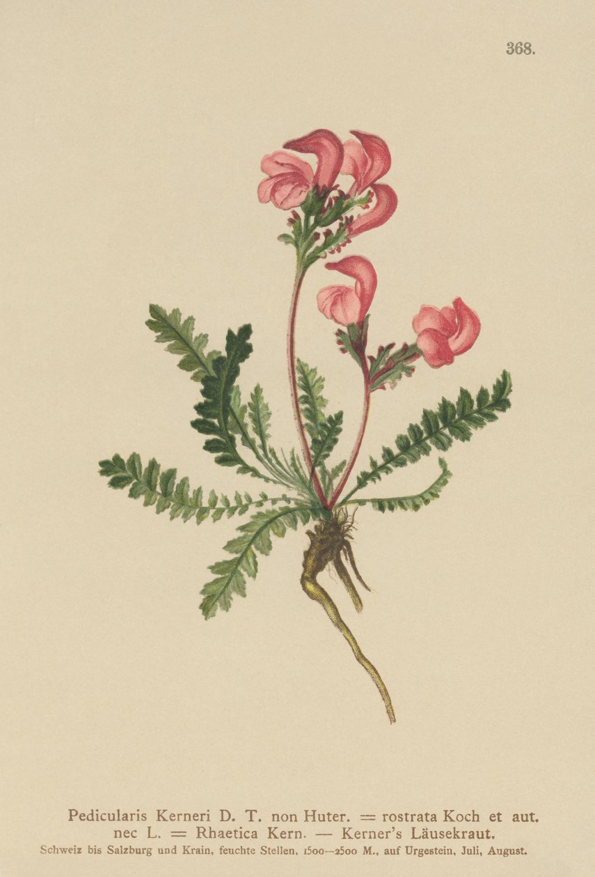 Kerners Ratelaar (Pedicularis Kerneri, Rhaetica Kerneri, Pedicularis rostrata, Pedicularis Rhaetica) door German School