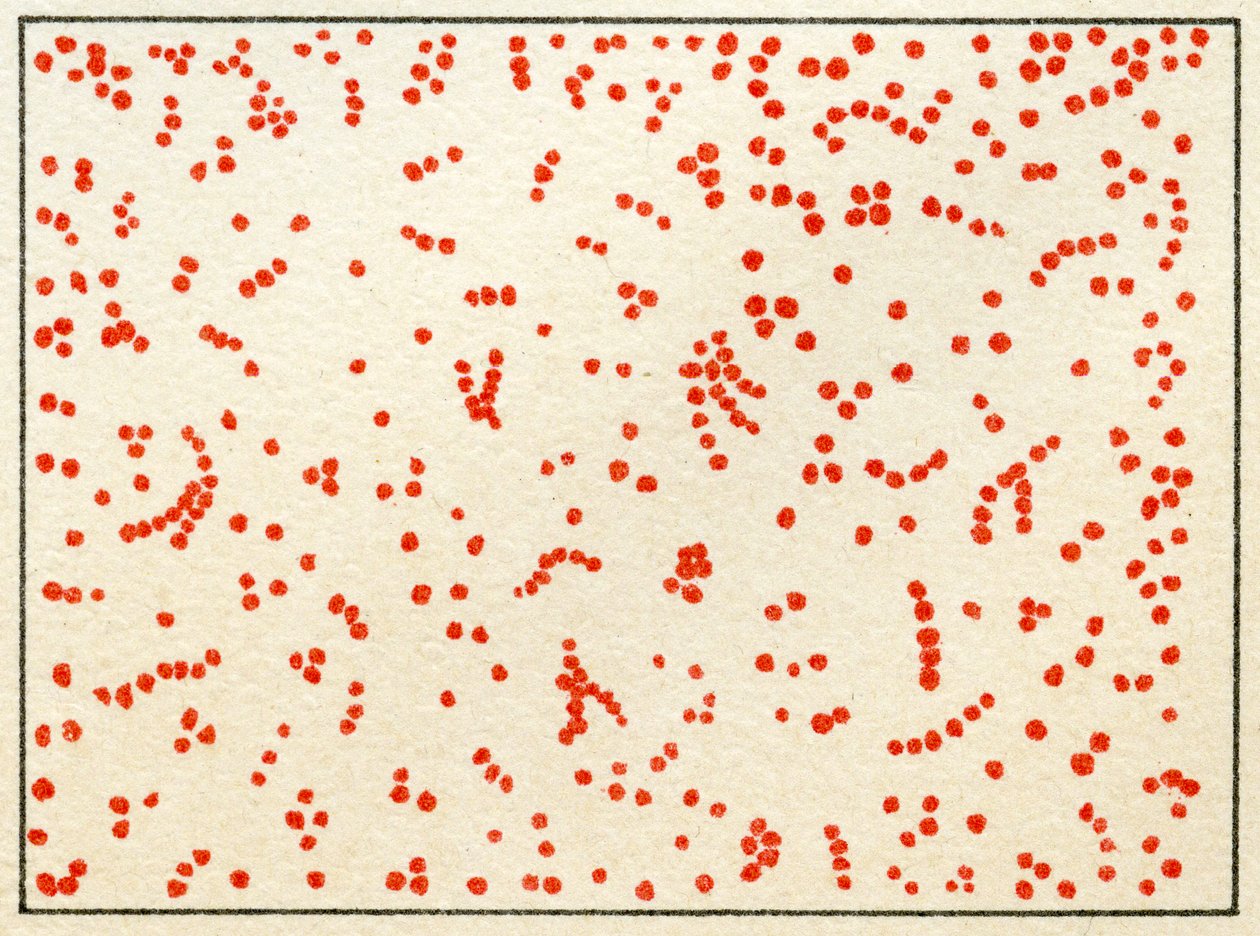 Monster van Micrococcus bacteriën door German School