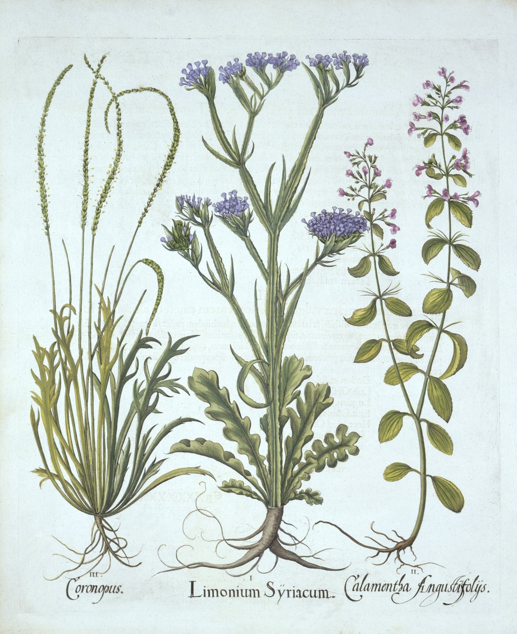 Zee Lavendel, Zwijnskers, Kalmoes, uit Hortus Eystettensis, door Basil Besler, gepubliceerd 1613 door German School