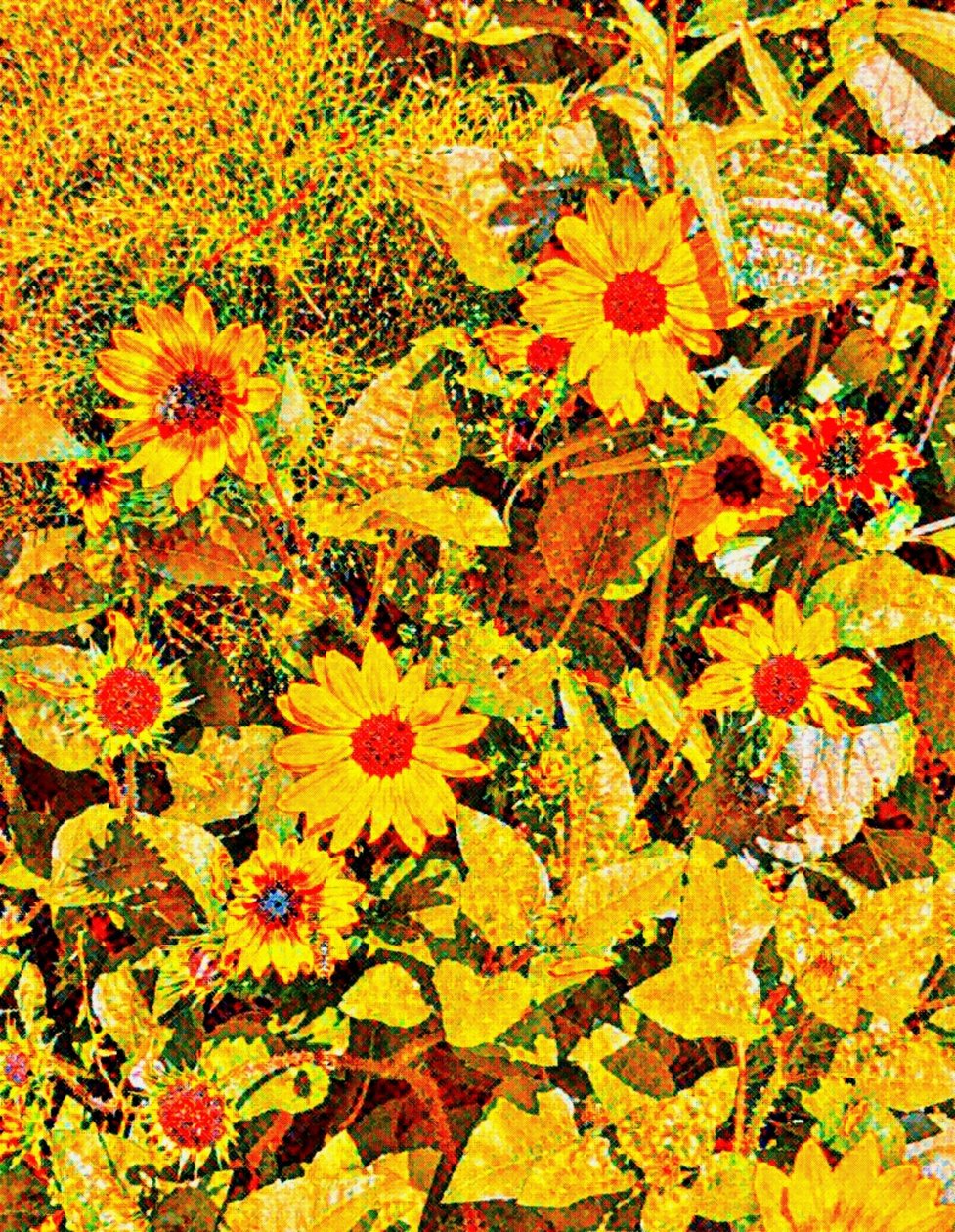 Zonnebloemen voor Van Gogh. door Margareta Uliarte