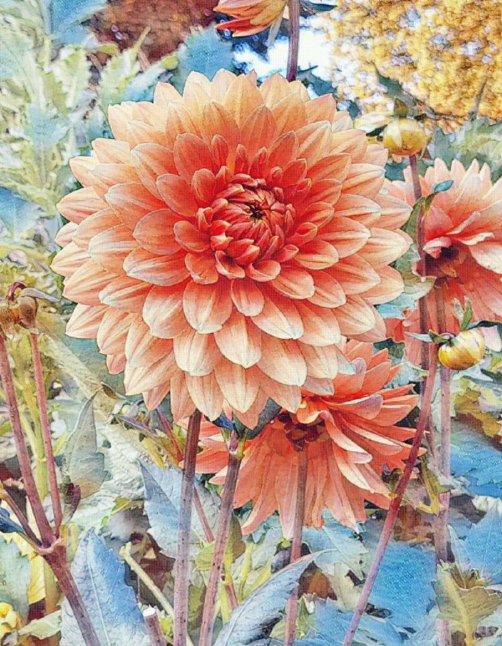 Rosa Dahlie. door Margareta Uliarte