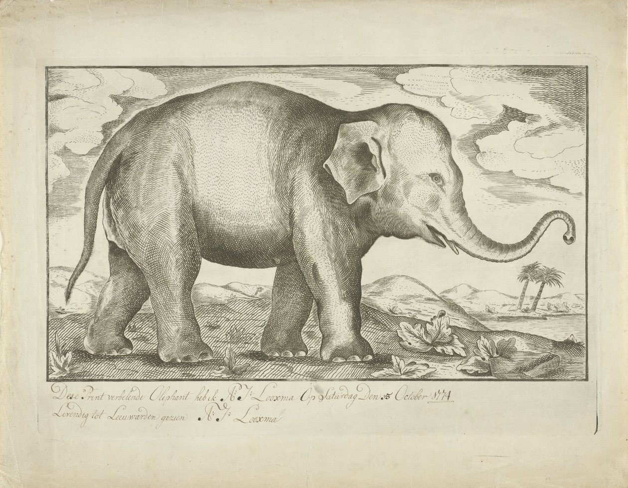 Olifant door A.J. Looxma